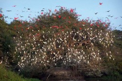 vogels-in-bomen